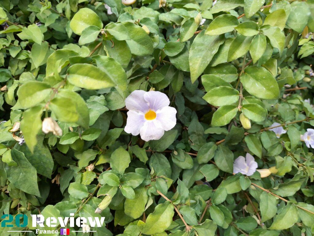 Photo pris par Samsung Galaxy M12.