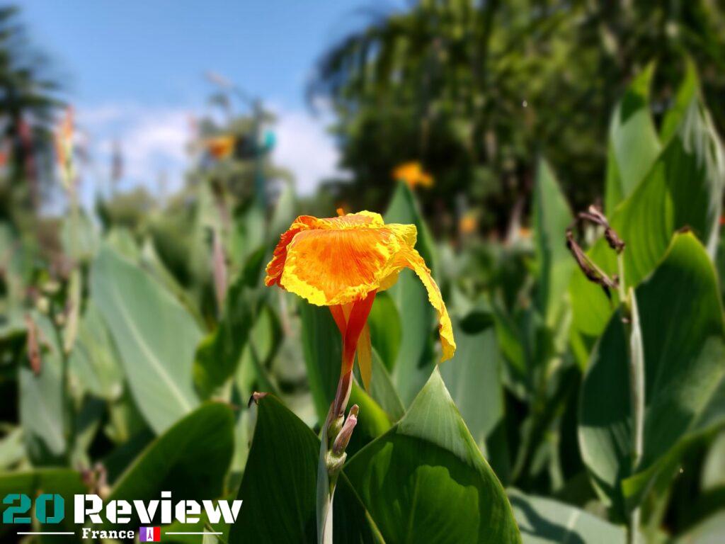 Exemple du caméra Samsung Galaxy A52s 5G en mode portrait arrière d'une fleur orange et verte.