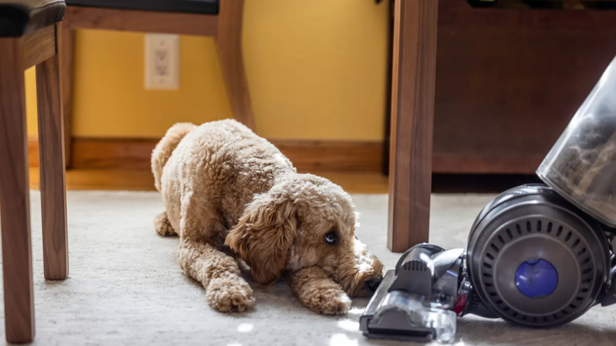 Le meilleur aspirateur pour poils d’animaux bannira les poils et les odeurs. Nous testons Dyson, Shark, Bissell et bien d’autres pour voir s’ils fonctionnent vraiment pour aspirer la fourrure et les squames.